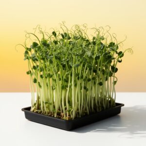 Broccoli Microgreen Seed Kit