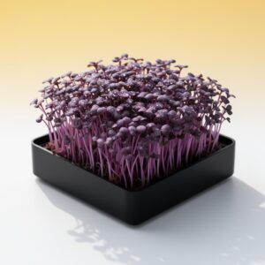 Sunflower Premium Microgreens